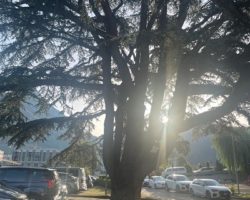 Les arbres remarquables d’Aigle seront les sujets d’une balade pédagogique