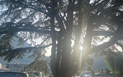 Les arbres remarquables d’Aigle seront les sujets d’une balade pédagogique