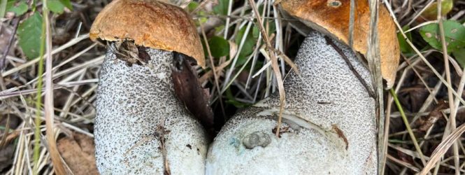 Le Chablais un paradis pour les champignonneurs