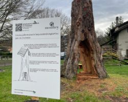 La deuxième « vie » du Séquoia géant du Parc du Crochetan à Monthey