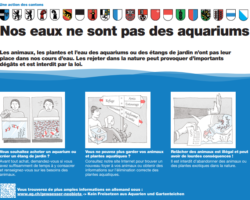 Pas de poisson rouge ni de plante exotique dans les cours d’eau!