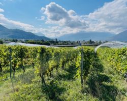 Yvorne Grandeur Nature étudie l’impact de la sécheresse sur son vignoble