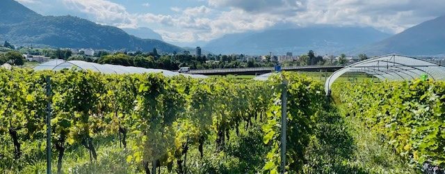 Yvorne Grandeur Nature étudie l’impact de la sécheresse sur son vignoble
