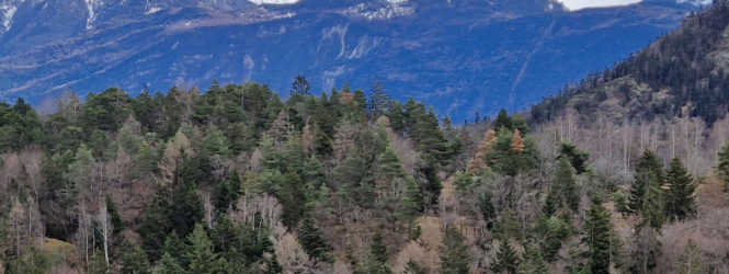 « S’il y a de l’herbe en montagne, c’est ce que quelqu’un s’en occupe »