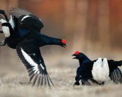 Tetras-lyre en danger : les chèvres viennent à la rescousse de cet oiseau national