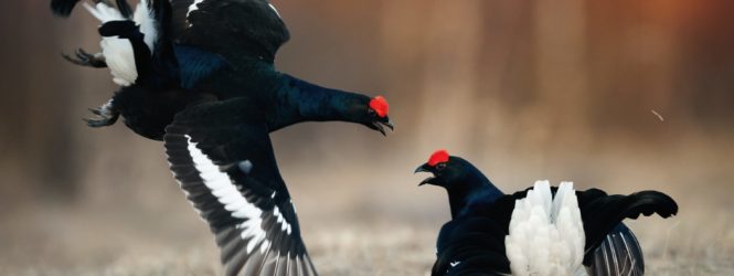 Tetras-lyre en danger : les chèvres viennent à la rescousse de cet oiseau national