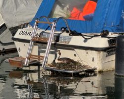 Une startup vaudoise veut transformer les ports en refuges pour les oiseaux du lac