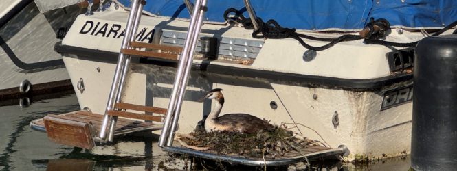 Une startup vaudoise veut transformer les ports en refuges pour les oiseaux du lac