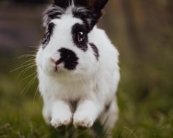 Les lapins auront désormais leur refuge à Martigny