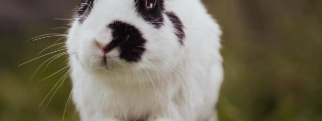 Les lapins auront désormais leur refuge à Martigny