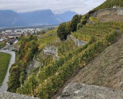 Un projet pour réintégrer le lézard vert au sein des vignes d&rsquo;Aigle