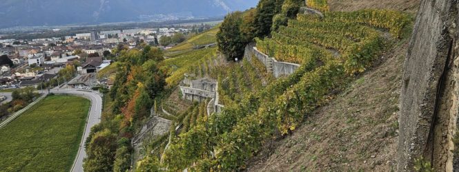 Un projet pour réintégrer le lézard vert au sein des vignes d&rsquo;Aigle