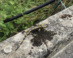 Corseaux: le ruisseau des Marais va être remis à l&rsquo;air libre