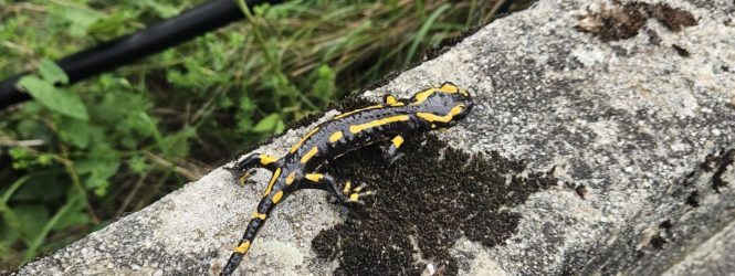 Corseaux: le ruisseau des Marais va être remis à l&rsquo;air libre