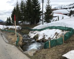 Aux Mosses, des bénévoles volent au secours de grenouilles amoureuses