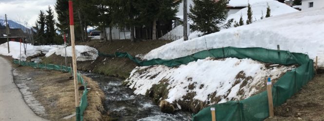 Aux Mosses, des bénévoles volent au secours de grenouilles amoureuses
