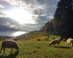 Agriculture : biologiste de formation, elle se lance dans l’élevage de moutons