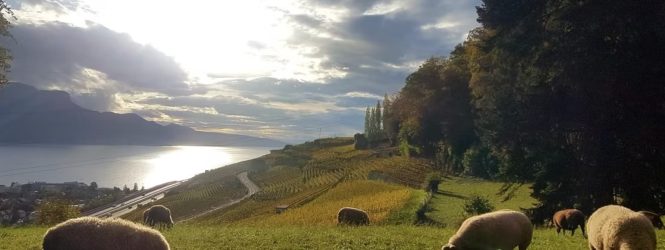 Agriculture : biologiste de formation, elle se lance dans l’élevage de moutons